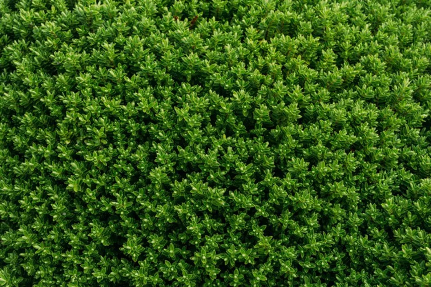 Buis commun taillé en boule dans un jardin français, avec son feuillage vert brillant et ses petites fleurs jaune verdâtre.